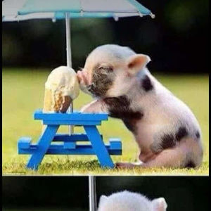 Meet your Posher, Andy